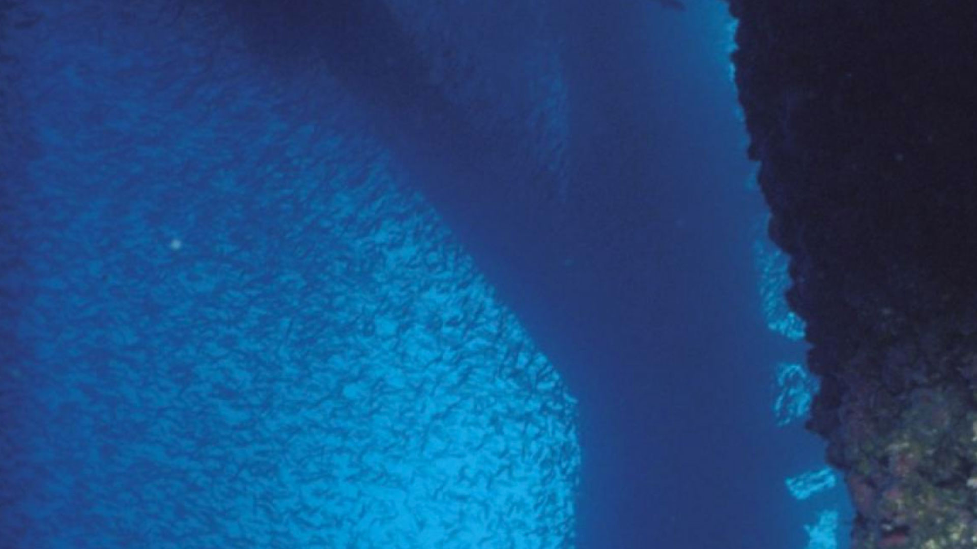 Artificial Reef Species Sampling