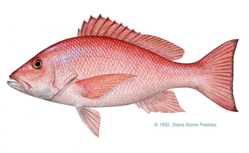 Mutton snapper | GulfSeeLife Portal