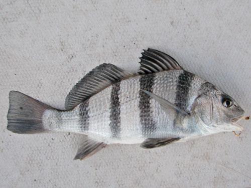 Juvenile
