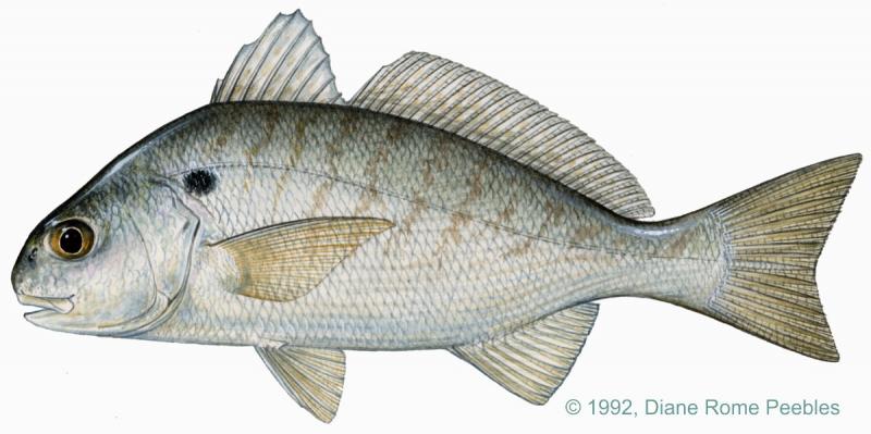 Spot croaker