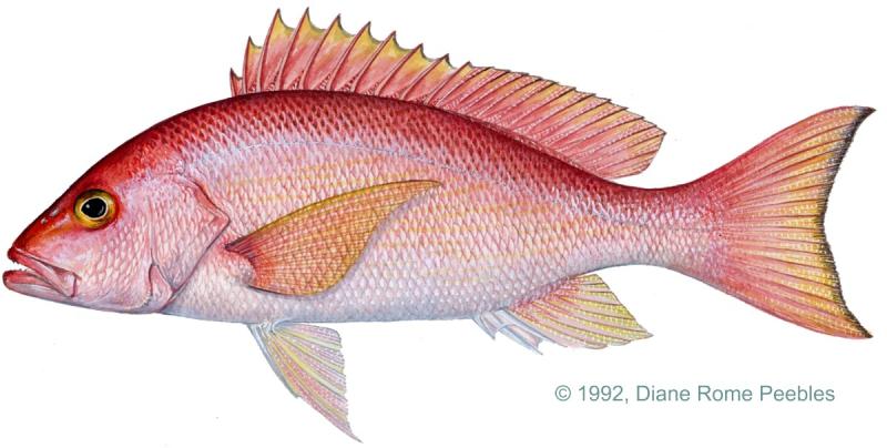 Silk snapper