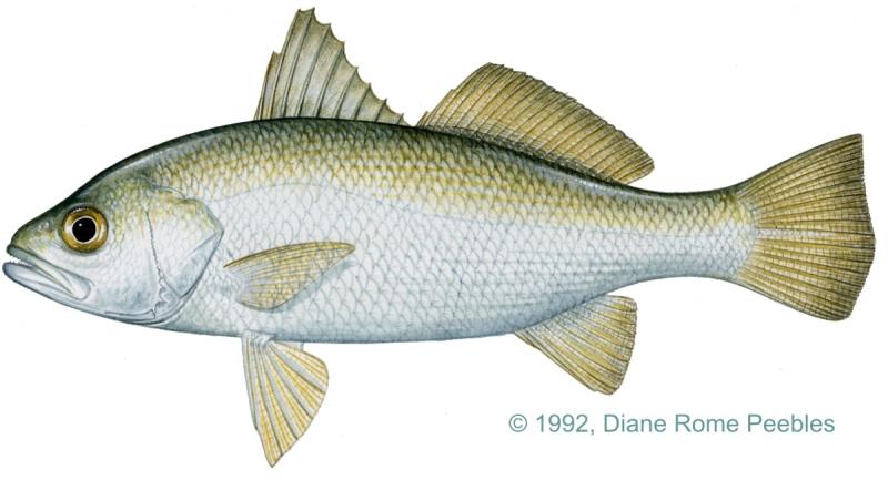 Silver perch