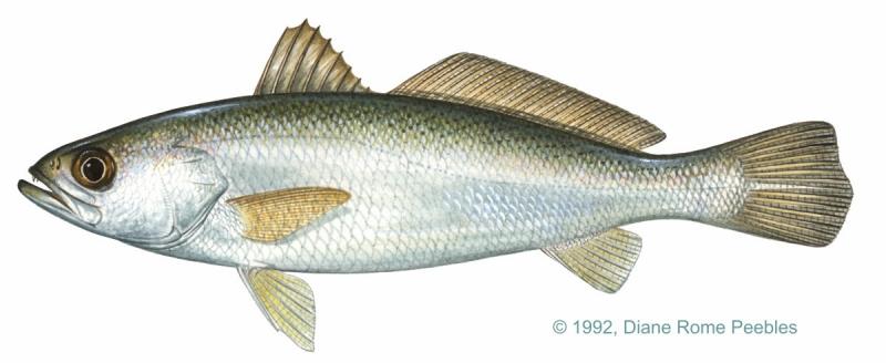Silver seatrout